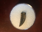 Paronychodon was a small theropod dinosaur genus, from the late cretaceous period, 75-66 million years ago.  This tooth was found in Garfield County Montana.  Length- 5/8inch  Width-1/8inch 