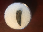 Paronychodon was a small theropod dinosaur genus, from the late cretaceous period, 75-66 million years ago.  This tooth was found in Garfield County Montana.  Length- 5/8inch  Width-1/8inch 