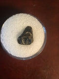 Found in the Hell Creek Formation, these dinosaurs with parrot-like beaks, are a rather uncommon find. This tooth is in excellent condition.  Length 1/2"  Width 3/8"