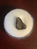 Found in the Hell Creek Formation, these dinosaurs with parrot-like beaks, are a rather uncommon find. This tooth is in excellent condition.  Length 1/2"  Width 3/8"