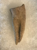  This unique struthiomimus claw was found in the Hell Creek Formation in Garfield County Montana. It has little to no restoration.     Length - 1 1/2 inches  Width - 11/16 inches   