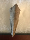  This unique struthiomimus claw was found in the Hell Creek Formation in Garfield County Montana. It has little to no restoration.     Length - 1 1/2 inches  Width - 11/16 inches   