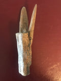  This unique struthiomimus Vertebrae was found in the Hell Creek Formation. There has been some restoration on processes this is a beautiful vertebra.   10% to 15% restoration.  Length - 4 5/8 inches  Width - 1 1/2 inches   