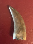 Nano Tyrannosaurus is a smaller species of one of the largest carnivores. Some believe they are actually juvenile T Rex. Others claim they are there very own species.  This is a beautiful Nano Tyrannosaurus tooth! Excellent condition, rare find!  Length - 1 3/8"  Width - 1/2"