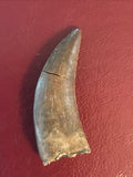 Nano Tyrannosaurus is a smaller species of one of the largest carnivores. Some believe they are actually juvenile T Rex. Others claim they are there very own species.  This is a beautiful Nano Tyrannosaurus tooth! Excellent condition, rare find!  Length - 1 3/8"  Width - 1/2"