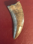 Nano Tyrannosaurus is a smaller species of one of the largest carnivores. Some believe they are actually juvenile T Rex. Others claim they are there very own species.  This is a beautiful Nano Tyrannosaurus tooth! Excellent condition, rare find!  Length - 1 3/8"  Width - 1/2"