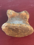 This is a 1 1/2" long unidentified Theropod digit from the Hell Creek formation in Garfield County, Montana. It is in excellent condition with no significant repair or restoration.  L-1 1/2" W-1"