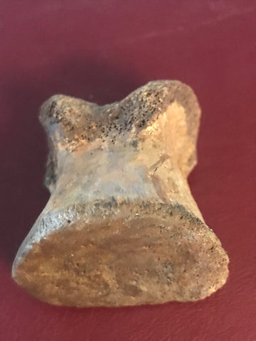 This is a 1 1/2" long unidentified Theropod digit from the Hell Creek formation in Garfield County, Montana. It is in excellent condition with no significant repair or restoration.  L-1 1/2" W-1"