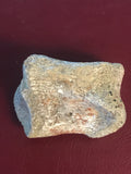 This is a 1 1/8" long unidentified Theropod digit from the Hell Creek formation in Garfield County, Montana. It is in fair condition with no significant repair or restoration.  L-1 1/8" W-7/8"