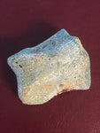 This is a 1 1/8" long unidentified Theropod digit from the Hell Creek formation in Garfield County, Montana. It is in fair condition with no significant repair or restoration.  L-1 1/8" W-7/8"