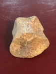 This is a 1 1/8" long unidentified Theropod digit from the Hell Creek formation in Garfield County, Montana. It is in fair condition with no significant repair or restoration.  L-1 1/8" W-7/8"