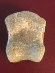 This is a 1 1/8" long unidentified Theropod digit from the Hell Creek formation in Garfield County, Montana. It is in fair condition with no significant repair or restoration.  L-1 1/8" W-7/8"