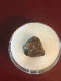 This is a 1/2" long Juvenile Triceratops Tooth from the Hell Creek Formation in Garfield County, Montana. It is in excellent condition with no significant repair or restoration.  Length- 1/2" Width -1/2"