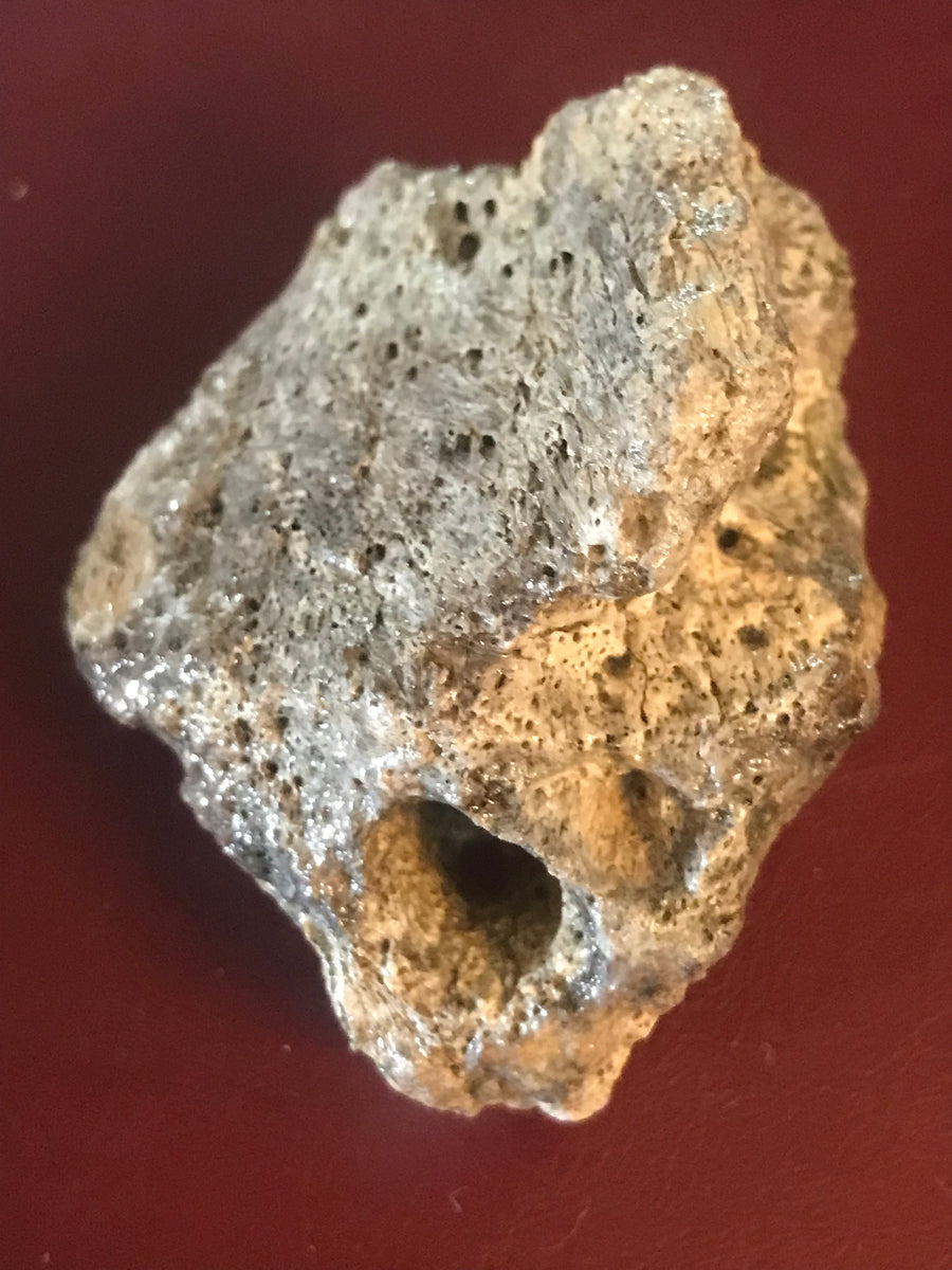 Tyrannosaurus Rex Bone Fragment – Pierson Fossil Company LLC