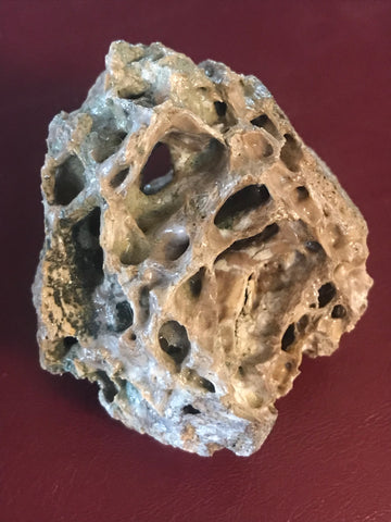 This is a 2" T-Rex bone fragment from the Hell Creek Formation in Garfield County, Montana. This is a very unique piece showing what the inside of the bone looks like. It is in great condition with no significant repair or restoration.  L-2" W-1 3/4"