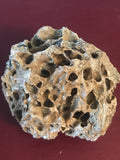 This is a 2" T-Rex bone fragment from the Hell Creek Formation in Garfield County, Montana. This is a very unique piece showing what the inside of the bone looks like. It is in great condition with no significant repair or restoration.  L-2" W-1 3/4"