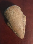  This Pachycephalosaurus Claw was found in an ancient river channel in the Hell Creek Formation in Garfield County MT. A very nice specimen! It is in excellent condition.  Length - 1 3/4"  Width - 1"