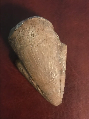  This Pachycephalosaurus Claw was found in an ancient river channel in the Hell Creek Formation in Garfield County MT. A very nice specimen! It is in excellent condition.  Length - 1 3/4"  Width - 1"