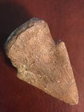  This Pachycephalosaurus Claw was found in an ancient river channel in the Hell Creek Formation in Garfield County MT. A very nice specimen! It is in excellent condition.  Length - 1 3/4"  Width - 1"