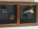 This Crocodile box comes with a Crocodile tooth, vertebrae, and a unidentified Crocodile bone.  Boxes are 7"x4" 