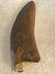 Nano Tyrannosaurus is a smaller species of one of the largest carnivores. Some believe they are actually juvenile T Rex. Others claim they are there very own species. This is a beautiful Nano Tyrannosaurus tooth! Excellent condition, rare find!  Length - 1 3/4"  Width - 3/4"