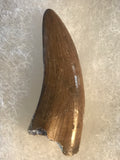 Nano Tyrannosaurus is a smaller species of one of the largest carnivores. Some believe they are actually juvenile T Rex. Others claim they are there very own species. This is a beautiful Nano Tyrannosaurus tooth! Excellent condition, rare find!  Length - 1 3/4"  Width - 3/4"