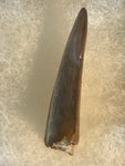 Nano Tyrannosaurus is a smaller species of one of the largest carnivores. Some believe they are actually juvenile T Rex. Others claim they are there very own species. This is a beautiful Nano Tyrannosaurus tooth! Excellent condition, rare find!  Length - 1 3/4"  Width - 3/4"