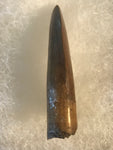 Nano Tyrannosaurus is a smaller species of one of the largest carnivores. Some believe they are actually juvenile T Rex. Others claim they are there very own species. This is a beautiful Nano Tyrannosaurus tooth! Excellent condition, rare find!  Length - 1 3/4"  Width - 3/4"