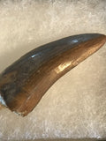 Nano Tyrannosaurus is a smaller species of one of the largest carnivores. Some believe they are actually juvenile T Rex. Others claim they are there very own species. This is a beautiful Nano Tyrannosaurus tooth! Excellent condition, rare find!  Length - 1 3/4"  Width - 3/4"