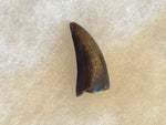 This is a beautiful Nanotyrannus tooth! Excellent condition, rare find!  Length - 1 1/4"  Width -  5/8"  Anterior Serrations = 100%  Posterior Serrations = 0%