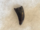 This is a beautiful Nanotyrannus tooth! Excellent condition, rare find!  Length - 1 1/4"  Width -  5/8"  Anterior Serrations = 100%  Posterior Serrations = 0%