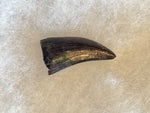 This is a beautiful Nanotyrannus tooth! Excellent condition, rare find!  Length - 1 1/4"  Width -  5/8"  Anterior Serrations = 100%  Posterior Serrations = 0%