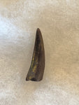 This is a beautiful Nanotyrannus tooth! Excellent condition, rare find!  Length - 1 1/4"  Width -  5/8"  Anterior Serrations = 100%  Posterior Serrations = 0%