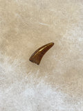 This is tooth is in excellent condition.  Length - 5/8"  Width - 1/4"  Excellent serrations on anterior 100%% and posterior 100%