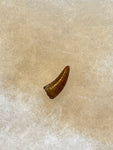 This is tooth is in excellent condition.  Length - 5/8"  Width - 1/4"  Excellent serrations on anterior 100%% and posterior 100%