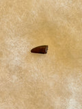 This is tooth is in good condition.  Length - 5/8"  Width - 3/8"  Good serrations on anterior 90% and posterior 50%