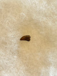 This is tooth is in good condition.  Length - 9/16"  Width - 3/8"  Serrations on anterior 100% and posterior 0%