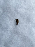 This is tooth is in fair condition.  Length - 5/8"  Width - 3/8"  Serrations on anterior 50%% and posterior 5%