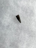 Raptor Tooth