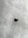 This is a 3/8" long Ankylosaurus tooth from the Hell Creek formation in Garfield County, Montana. It is in excellent condition with no significant repair or restoration  L-3/8" W-3/8"