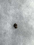 Ankylosaursus Tooth