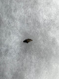 This is a 1/2" long Ankylosaurus tooth from the Hell Creek formation in Garfield County, Montana. It is in good condition with no significant repair or restoration  L-1/2" W-3/8"