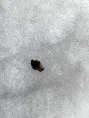 This is a 1/2" long Ankylosaurus tooth from the Hell Creek formation in Garfield County, Montana. It is in good condition with no significant repair or restoration  L-1/2" W-3/8"