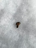 This is a 5/8" long Ankylosaurus tooth from the Hell Creek formation in Garfield County, Montana. It is in fair condition with no significant repair or restoration  L-5/8" W-3/8"