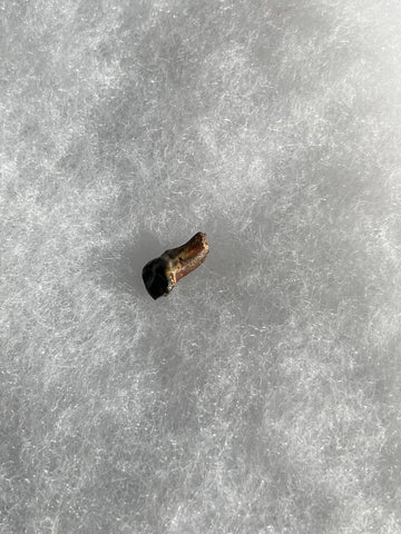 This is a 5/8" long Ankylosaurus tooth from the Hell Creek formation in Garfield County, Montana. It is in fair condition with no significant repair or restoration  L-5/8" W-3/8"