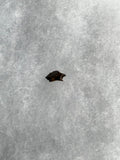 This is a 3/8" long Ankylosaurus tooth from the Hell Creek formation in Garfield County, Montana. It is in good condition with no significant repair or restoration  L-3/8" W-1/4"