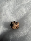 This is a Pachycephalosaurus spike cluster from the Hell Creek Formation in Garfield County, Montana. It is in excellent condition with no repair or restoration. This is a rare find! L 1" W- 1 1/4"