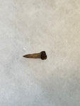 Thescelosaurus (rooted) tooth discovered in the Hell Creek Formation. This is a very nice addition to any collection. This tooth is in excellent quality.  Length 5/8"  Width 1/4" 