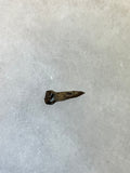 Thescelosaurus (rooted) tooth discovered in the Hell Creek Formation. This is a very nice addition to any collection. This tooth is in excellent quality.  Length 5/8"  Width 1/4" 