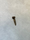 Thescelosaurus (rooted) tooth discovered in the Hell Creek Formation. This is a very nice addition to any collection. This tooth is in excellent quality.  Length 5/8"  Width 1/4" 